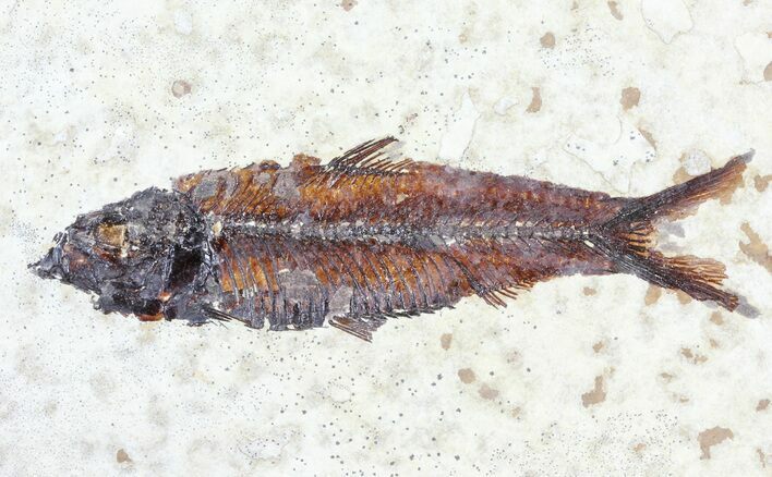 Knightia Fossil Fish - Wyoming #60876